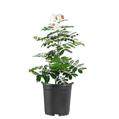 Caesalpinia pulcherrima, Peacock Flower - www.FOP.ae Buy online Best and Healthy Plants and quality products guarantee in Dubai Plants Shop in Dubai Abu Dhabi all over UAE Plants near me Fresh Plants in Dubai where to buy plants in UAE - FOP.ae