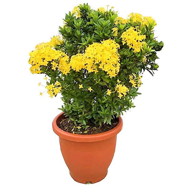 Ixora chinensis, Red, Pink - www.FOP.ae Buy online Best and Healthy Plants and quality products guarantee in Dubai Plants Shop in Dubai Abu Dhabi all over UAE Plants near me Fresh Plants in Dubai where to buy plants in UAE - FOP.ae