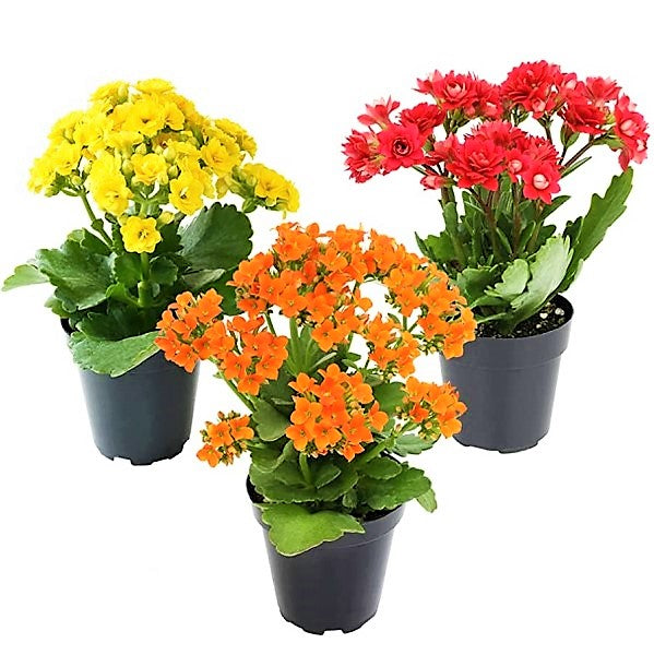 Flaming Katy, Kalanchoe blossfeldiana, indoor - www.FOP.ae Buy online Best and Healthy Plants and quality products guarantee in Dubai Plants Shop in Dubai Abu Dhabi all over UAE Plants near me Fresh Plants in Dubai where to buy plants in UAE - FOP.ae