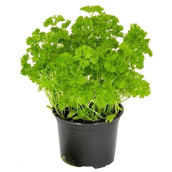 Parsley Plant - www.FOP.ae Buy online Best and Healthy Plants and quality products guarantee in Dubai Plants Shop in Dubai Abu Dhabi all over UAE Plants near me Fresh Plants in Dubai where to buy plants in UAE - FOP.ae