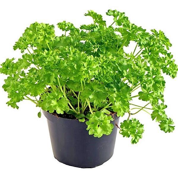 Parsley Plant - www.FOP.ae Buy online Best and Healthy Plants and quality products guarantee in Dubai Plants Shop in Dubai Abu Dhabi all over UAE Plants near me Fresh Plants in Dubai where to buy plants in UAE - FOP.ae