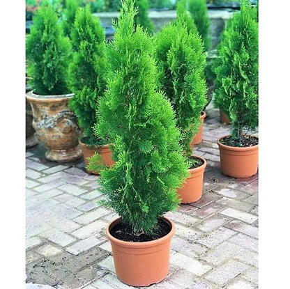Thuja Orientalis - www.FOP.ae Buy online Best and Healthy Plants and quality products guarantee in Dubai Plants Shop in Dubai Abu Dhabi all over UAE Plants near me Fresh Plants in Dubai where to buy plants in UAE - FOP.ae