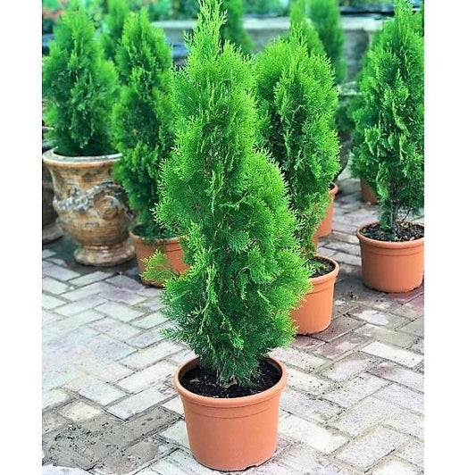 Thuja Orientalis - www.FOP.ae Buy online Best and Healthy Plants and quality products guarantee in Dubai Plants Shop in Dubai Abu Dhabi all over UAE Plants near me Fresh Plants in Dubai where to buy plants in UAE - FOP.ae