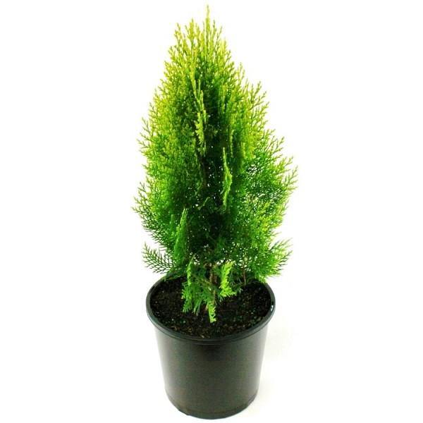 Thuja Orientalis - www.FOP.ae Buy online Best and Healthy Plants and quality products guarantee in Dubai Plants Shop in Dubai Abu Dhabi all over UAE Plants near me Fresh Plants in Dubai where to buy plants in UAE - FOP.ae