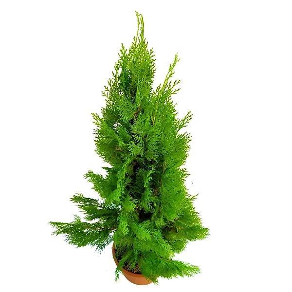 Thuja Orientalis - www.FOP.ae Buy online Best and Healthy Plants and quality products guarantee in Dubai Plants Shop in Dubai Abu Dhabi all over UAE Plants near me Fresh Plants in Dubai where to buy plants in UAE - FOP.ae