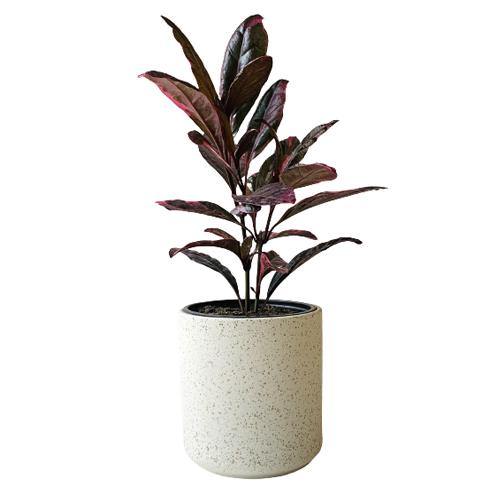 Eranthemum Atropurpureum, Purple False Eranthemum - www.FOP.ae Buy online Best and Healthy Plants and quality products guarantee in Dubai Plants Shop in Dubai Abu Dhabi all over UAE Plants near me Fresh Plants in Dubai where to buy plants in UAE - FOP.ae
