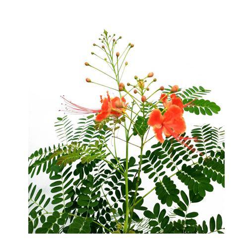 Caesalpinia pulcherrima, Peacock Flower - www.FOP.ae Buy online Best and Healthy Plants and quality products guarantee in Dubai Plants Shop in Dubai Abu Dhabi all over UAE Plants near me Fresh Plants in Dubai where to buy plants in UAE - FOP.ae