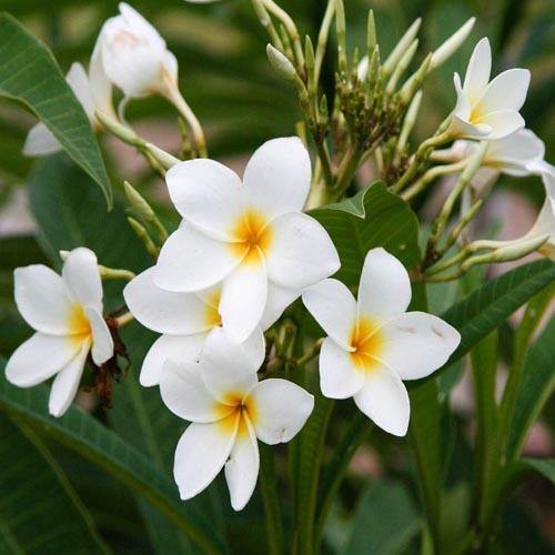 Plumeria Obtusa, Frangipani, The Temple Tree - www.FOP.ae Buy online Best and Healthy Plants and quality products guarantee in Dubai Plants Shop in Dubai Abu Dhabi all over UAE Plants near me Fresh Plants in Dubai where to buy plants in UAE - FOP.ae