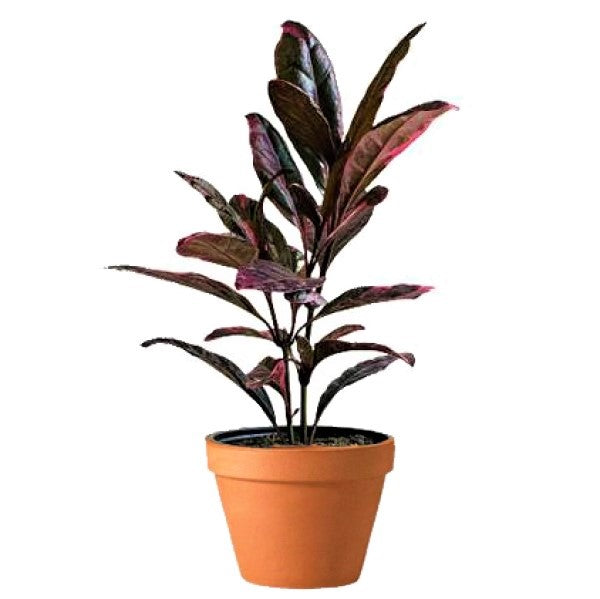 Eranthemum Atropurpureum, Purple False Eranthemum - www.FOP.ae Buy online Best and Healthy Plants and quality products guarantee in Dubai Plants Shop in Dubai Abu Dhabi all over UAE Plants near me Fresh Plants in Dubai where to buy plants in UAE - FOP.ae