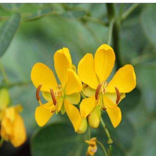 Cassia Bicapsularis, Butterfly bush - www.FOP.ae Buy online Best and Healthy Plants and quality products guarantee in Dubai Plants Shop in Dubai Abu Dhabi all over UAE Plants near me Fresh Plants in Dubai where to buy plants in UAE - FOP.ae