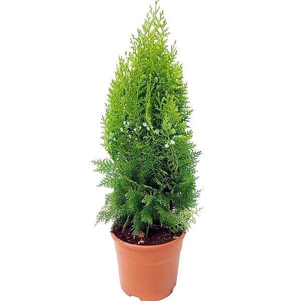 Thuja Orientalis - www.FOP.ae Buy online Best and Healthy Plants and quality products guarantee in Dubai Plants Shop in Dubai Abu Dhabi all over UAE Plants near me Fresh Plants in Dubai where to buy plants in UAE - FOP.ae