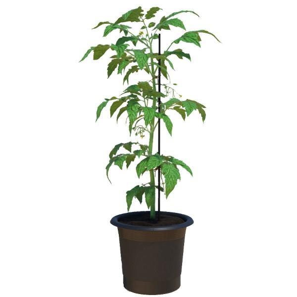 Tomato Plant - www.FOP.ae Buy online Best and Healthy Plants and quality products guarantee in Dubai Plants Shop in Dubai Abu Dhabi all over UAE Plants near me Fresh Plants in Dubai where to buy plants in UAE - FOP.ae