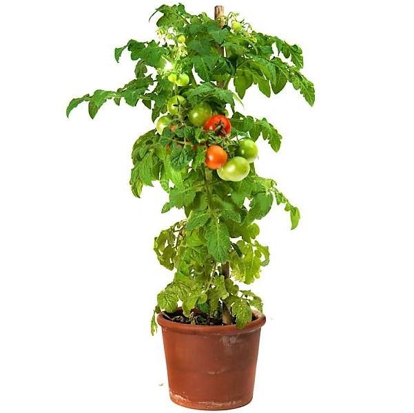 Tomato Plant - www.FOP.ae Buy online Best and Healthy Plants and quality products guarantee in Dubai Plants Shop in Dubai Abu Dhabi all over UAE Plants near me Fresh Plants in Dubai where to buy plants in UAE - FOP.ae