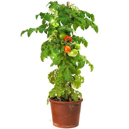 Tomato Plant - www.FOP.ae Buy online Best and Healthy Plants and quality products guarantee in Dubai Plants Shop in Dubai Abu Dhabi all over UAE Plants near me Fresh Plants in Dubai where to buy plants in UAE - FOP.ae