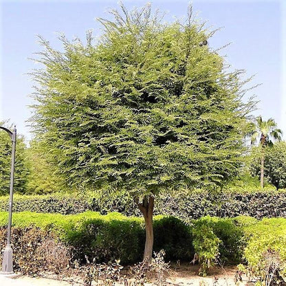 Tamarind Tree, Tamarindus Indica - www.FOP.ae Buy online Best and Healthy Plants and quality products guarantee in Dubai Plants Shop in Dubai Abu Dhabi all over UAE Plants near me Fresh Plants in Dubai where to buy plants in UAE - FOP.ae
