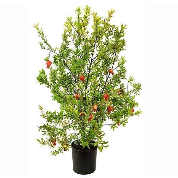 Pomegranate Tree, Punica Granatum - www.FOP.ae Buy online Best and Healthy Plants and quality products guarantee in Dubai Plants Shop in Dubai Abu Dhabi all over UAE Plants near me Fresh Plants in Dubai where to buy plants in UAE - FOP.ae