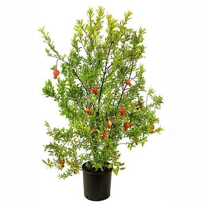 Pomegranate Tree, Punica Granatum - www.FOP.ae Buy online Best and Healthy Plants and quality products guarantee in Dubai Plants Shop in Dubai Abu Dhabi all over UAE Plants near me Fresh Plants in Dubai where to buy plants in UAE - FOP.ae