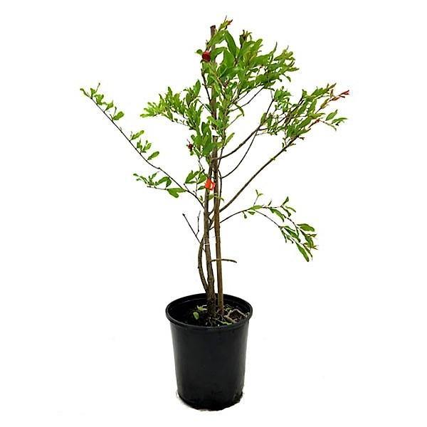 Pomegranate Tree, Punica Granatum - www.FOP.ae Buy online Best and Healthy Plants and quality products guarantee in Dubai Plants Shop in Dubai Abu Dhabi all over UAE Plants near me Fresh Plants in Dubai where to buy plants in UAE - FOP.ae