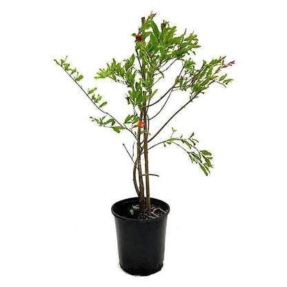 Pomegranate Tree, Punica Granatum - www.FOP.ae Buy online Best and Healthy Plants and quality products guarantee in Dubai Plants Shop in Dubai Abu Dhabi all over UAE Plants near me Fresh Plants in Dubai where to buy plants in UAE - FOP.ae