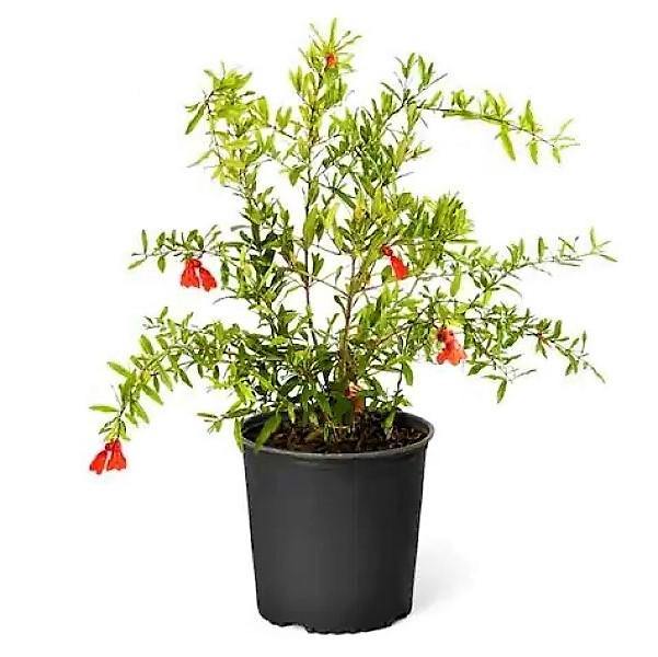 Pomegranate Tree, Punica Granatum - www.FOP.ae Buy online Best and Healthy Plants and quality products guarantee in Dubai Plants Shop in Dubai Abu Dhabi all over UAE Plants near me Fresh Plants in Dubai where to buy plants in UAE - FOP.ae