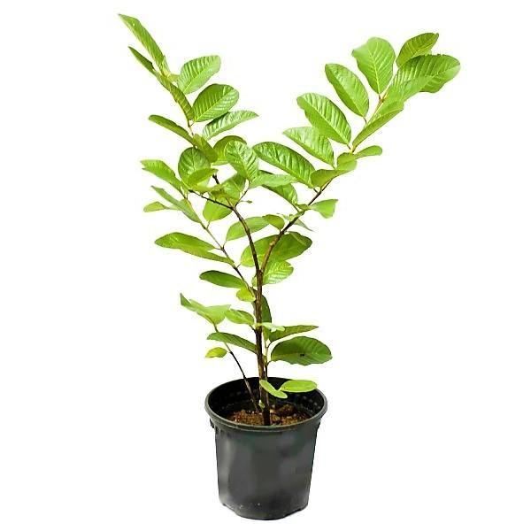Guava Tree, Psidium Guajava - www.FOP.ae Buy online Best and Healthy Plants and quality products guarantee in Dubai Plants Shop in Dubai Abu Dhabi all over UAE Plants near me Fresh Plants in Dubai where to buy plants in UAE - FOP.ae