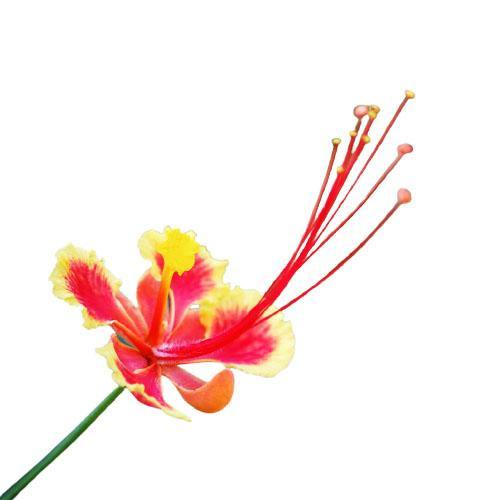 Caesalpinia pulcherrima, Peacock Flower - www.FOP.ae Buy online Best and Healthy Plants and quality products guarantee in Dubai Plants Shop in Dubai Abu Dhabi all over UAE Plants near me Fresh Plants in Dubai where to buy plants in UAE - FOP.ae