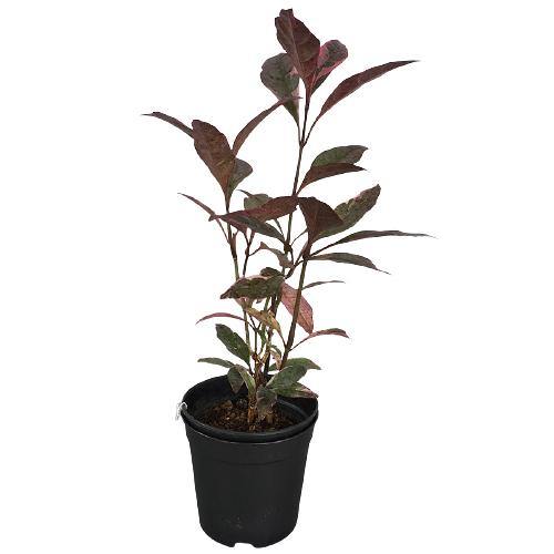 Eranthemum Atropurpureum, Purple False Eranthemum - www.FOP.ae Buy online Best and Healthy Plants and quality products guarantee in Dubai Plants Shop in Dubai Abu Dhabi all over UAE Plants near me Fresh Plants in Dubai where to buy plants in UAE - FOP.ae