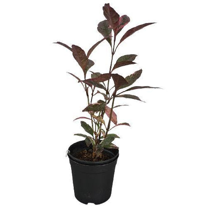 Eranthemum Atropurpureum, Purple False Eranthemum - www.FOP.ae Buy online Best and Healthy Plants and quality products guarantee in Dubai Plants Shop in Dubai Abu Dhabi all over UAE Plants near me Fresh Plants in Dubai where to buy plants in UAE - FOP.ae