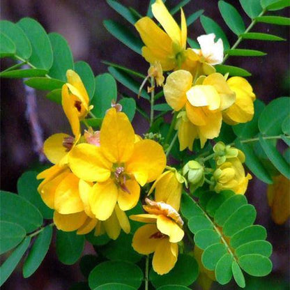 Cassia Surattensis, Scrambled Egg Plant - www.FOP.ae Buy online Best and Healthy Plants and quality products guarantee in Dubai Plants Shop in Dubai Abu Dhabi all over UAE Plants near me Fresh Plants in Dubai where to buy plants in UAE - FOP.ae