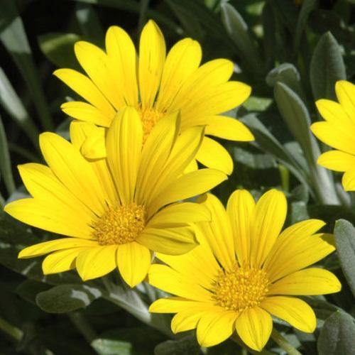 Gazania Uniflora, Treasure Flower (small) - www.FOP.ae Buy online Best and Healthy Plants and quality products guarantee in Dubai Plants Shop in Dubai Abu Dhabi all over UAE Plants near me Fresh Plants in Dubai where to buy plants in UAE - FOP.ae