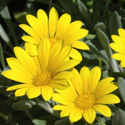 Gazania Uniflora, Treasure Flower (small) - www.FOP.ae Buy online Best and Healthy Plants and quality products guarantee in Dubai Plants Shop in Dubai Abu Dhabi all over UAE Plants near me Fresh Plants in Dubai where to buy plants in UAE - FOP.ae