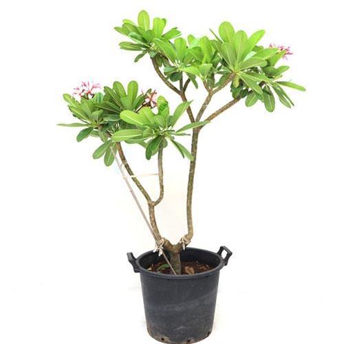 Plumeria Obtusa, Frangipani, The Temple Tree - www.FOP.ae Buy online Best and Healthy Plants and quality products guarantee in Dubai Plants Shop in Dubai Abu Dhabi all over UAE Plants near me Fresh Plants in Dubai where to buy plants in UAE - FOP.ae