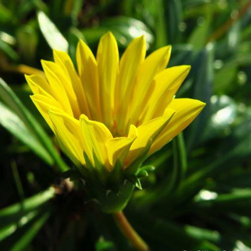 Gazania Uniflora, Treasure Flower (small) - www.FOP.ae Buy online Best and Healthy Plants and quality products guarantee in Dubai Plants Shop in Dubai Abu Dhabi all over UAE Plants near me Fresh Plants in Dubai where to buy plants in UAE - FOP.ae