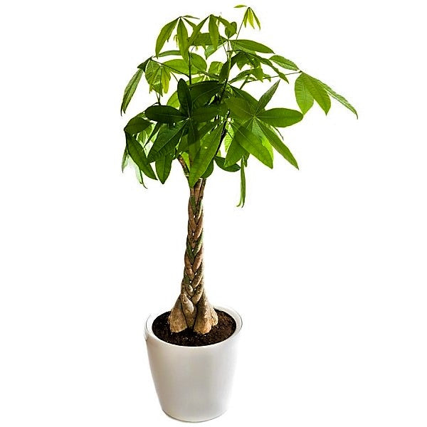 Pachira Aquatica, Money Tree (Twisted Trunk) - www.FOP.ae Buy online Best and Healthy Plants and quality products guarantee in Dubai Plants Shop in Dubai Abu Dhabi all over UAE Plants near me Fresh Plants in Dubai where to buy plants in UAE - FOP.ae