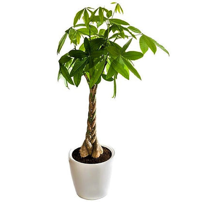 Pachira Aquatica, Money Tree (Twisted Trunk) - www.FOP.ae Buy online Best and Healthy Plants and quality products guarantee in Dubai Plants Shop in Dubai Abu Dhabi all over UAE Plants near me Fresh Plants in Dubai where to buy plants in UAE - FOP.ae