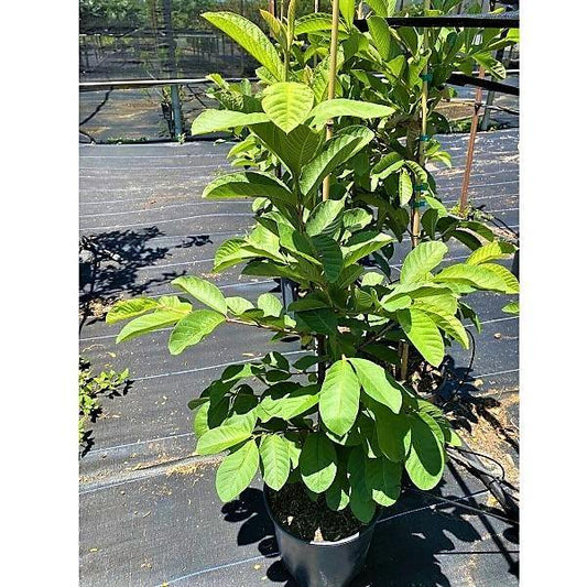 Guava Tree, Psidium Guajava - www.FOP.ae Buy online Best and Healthy Plants and quality products guarantee in Dubai Plants Shop in Dubai Abu Dhabi all over UAE Plants near me Fresh Plants in Dubai where to buy plants in UAE - FOP.ae