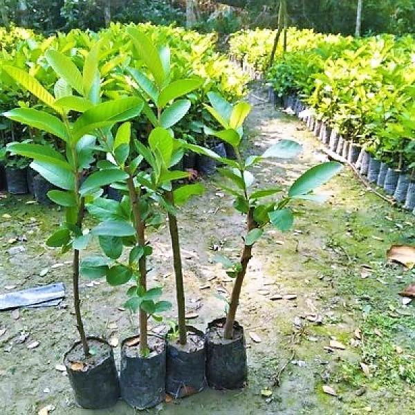 Guava Tree, Psidium Guajava - www.FOP.ae Buy online Best and Healthy Plants and quality products guarantee in Dubai Plants Shop in Dubai Abu Dhabi all over UAE Plants near me Fresh Plants in Dubai where to buy plants in UAE - FOP.ae