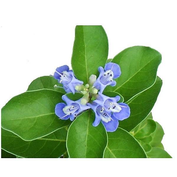 Vitex Rotundifolia, Beach Vitex - www.FOP.ae Buy online Best and Healthy Plants and quality products guarantee in Dubai Plants Shop in Dubai Abu Dhabi all over UAE Plants near me Fresh Plants in Dubai where to buy plants in UAE - FOP.ae