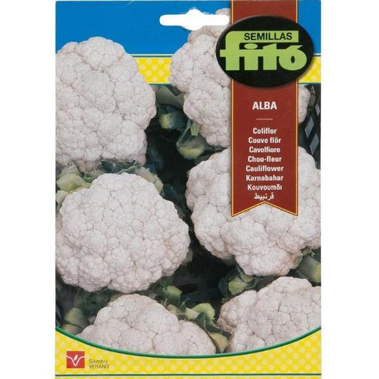 Coliflor Alba Cauliflower Seeds - www.FOP.ae Buy online Best and Healthy Plants and quality products guarantee in Dubai Plants Shop in Dubai Abu Dhabi all over UAE Plants near me Fresh Plants in Dubai where to buy plants in UAE - FOP.ae