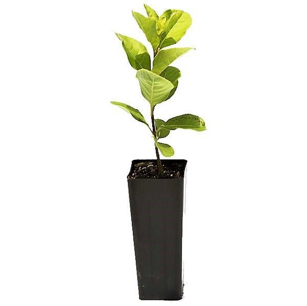 Vitex Rotundifolia, Beach Vitex - www.FOP.ae Buy online Best and Healthy Plants and quality products guarantee in Dubai Plants Shop in Dubai Abu Dhabi all over UAE Plants near me Fresh Plants in Dubai where to buy plants in UAE - FOP.ae