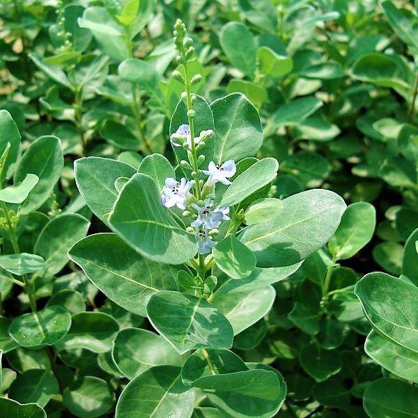 Vitex Rotundifolia, Beach Vitex - www.FOP.ae Buy online Best and Healthy Plants and quality products guarantee in Dubai Plants Shop in Dubai Abu Dhabi all over UAE Plants near me Fresh Plants in Dubai where to buy plants in UAE - FOP.ae