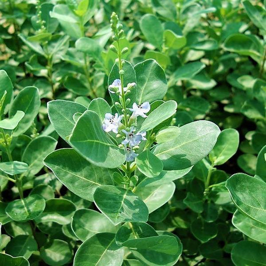 Vitex Rotundifolia, Beach Vitex - www.FOP.ae Buy online Best and Healthy Plants and quality products guarantee in Dubai Plants Shop in Dubai Abu Dhabi all over UAE Plants near me Fresh Plants in Dubai where to buy plants in UAE - FOP.ae