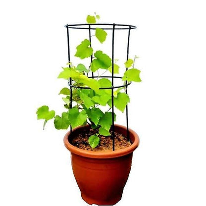 Grapes Vine, Vitis Vinifera, العنب فاين - www.FOP.ae Buy online Best and Healthy Plants and quality products guarantee in Dubai Plants Shop in Dubai Abu Dhabi all over UAE Plants near me Fresh Plants in Dubai where to buy plants in UAE - FOP.ae