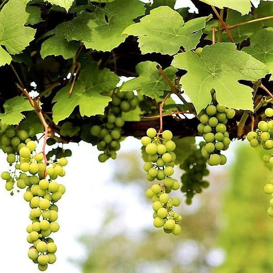 Grapes Vine, Vitis Vinifera, العنب فاين - www.FOP.ae Buy online Best and Healthy Plants and quality products guarantee in Dubai Plants Shop in Dubai Abu Dhabi all over UAE Plants near me Fresh Plants in Dubai where to buy plants in UAE - FOP.ae