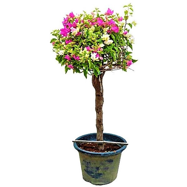 Bougainvillea Specimen Single Head - www.FOP.ae Buy online Best and Healthy Plants and quality products guarantee in Dubai Plants Shop in Dubai Abu Dhabi all over UAE Plants near me Fresh Plants in Dubai where to buy plants in UAE - FOP.ae