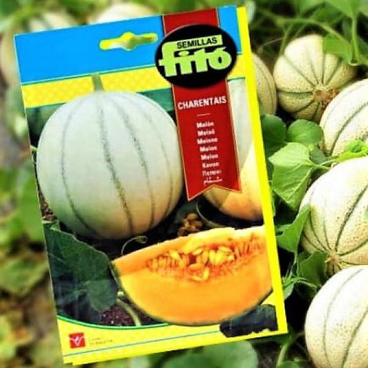 Melon Charentais Seeds - www.FOP.ae Buy online Best and Healthy Plants and quality products guarantee in Dubai Plants Shop in Dubai Abu Dhabi all over UAE Plants near me Fresh Plants in Dubai where to buy plants in UAE - FOP.ae
