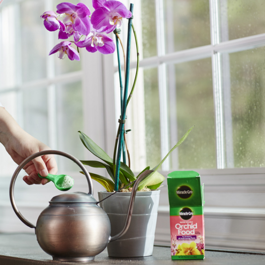 Miracle-Gro Orchid Food - www.FOP.ae Buy online Best and Healthy Plants and quality products guarantee in Dubai Plants Shop in Dubai Abu Dhabi all over UAE Plants near me Fresh Plants in Dubai where to buy plants in UAE - FOP.ae
