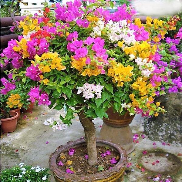 Bougainvillea Specimen Single Head - www.FOP.ae Buy online Best and Healthy Plants and quality products guarantee in Dubai Plants Shop in Dubai Abu Dhabi all over UAE Plants near me Fresh Plants in Dubai where to buy plants in UAE - FOP.ae