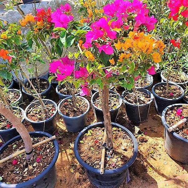 Bougainvillea Specimen Single Head - www.FOP.ae Buy online Best and Healthy Plants and quality products guarantee in Dubai Plants Shop in Dubai Abu Dhabi all over UAE Plants near me Fresh Plants in Dubai where to buy plants in UAE - FOP.ae