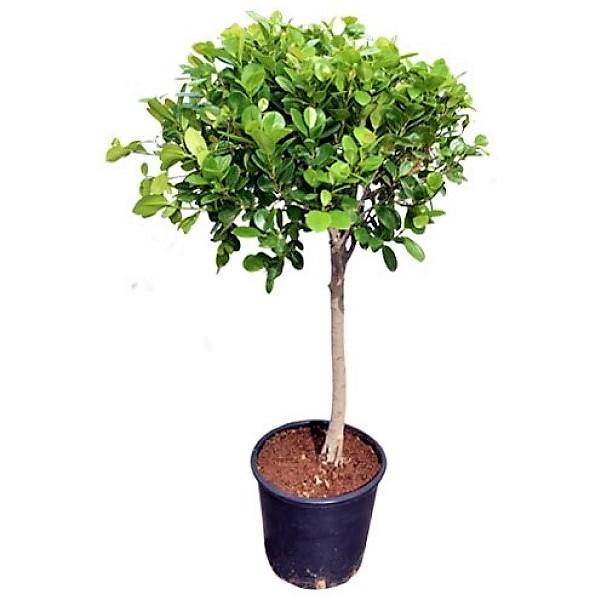 Ficus Diversifolia Single Head - www.FOP.ae Buy online Best and Healthy Plants and quality products guarantee in Dubai Plants Shop in Dubai Abu Dhabi all over UAE Plants near me Fresh Plants in Dubai where to buy plants in UAE - FOP.ae